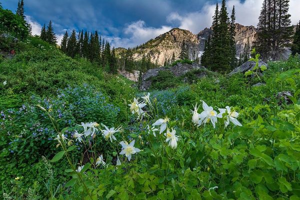 Columbine wildflowers and bluebells in Albion Basin-Alta Ski Resort-Wasatch Mountains